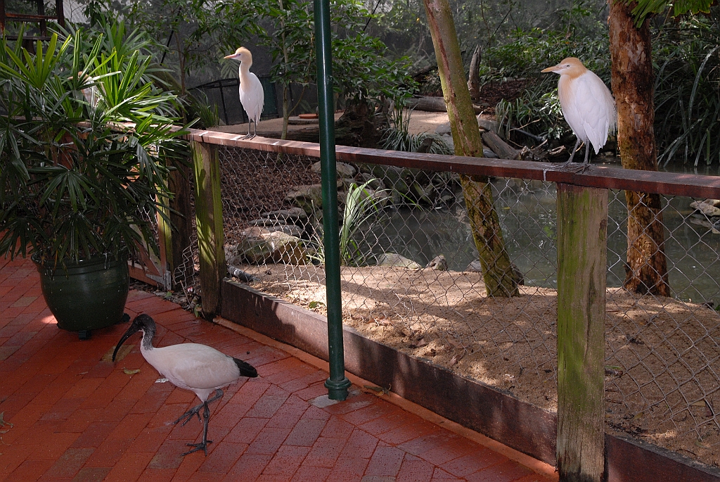 0768 Wildlife Habitat Port Douglas.jpg